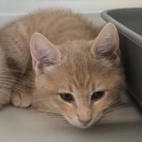 CHARDEN réservée, chat à adopter