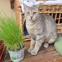 CAROTTE, chatte à adopter