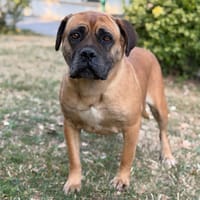 Spaghetti, chienne à adopter