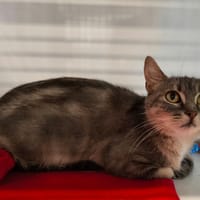 LA DOUCE, chatte à adopter