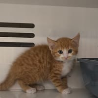 RUBIS, chat à adopter