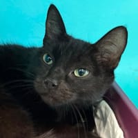 HUITRE, chatte à adopter