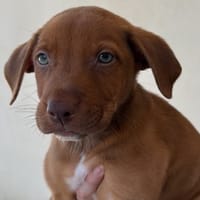 NIGEL, chien à adopter