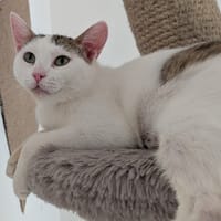 JUDY, chatte à adopter