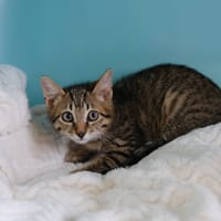 PANAM, chat à adopter