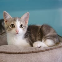 ROMIAOU, chat à adopter
