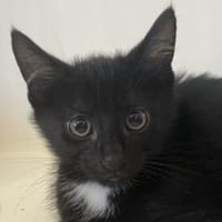 NEO, chat à adopter
