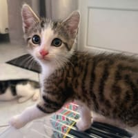 BIBI, chat à adopter
