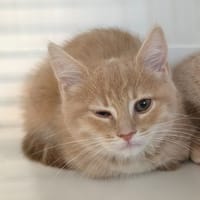 STONE réservée, chatte à adopter