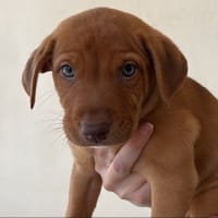 DARWIN, chien à adopter