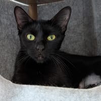 BAGHERA, chatte à adopter