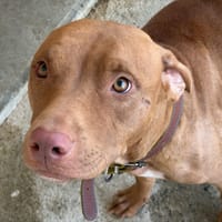 Lylie, chienne à adopter