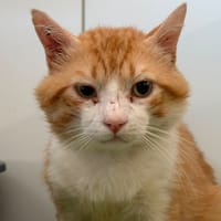 SEMEON, chat à adopter