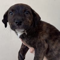 ELIZA, chienne à adopter