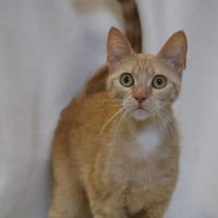 OKUPA HAB17671, chatte à adopter