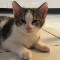 BRANCH, chat à adopter