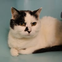 KITTY, chatte à adopter