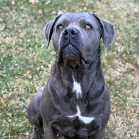 Tequila CAA15553, chienne à adopter