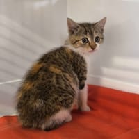 SYRACUSE réservée, chatte à adopter