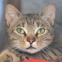 THERESA, chatte à adopter