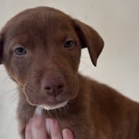 DEBBIE, chienne à adopter