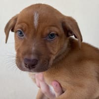 MARIANNE, chienne à adopter