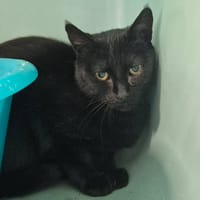 HEMIA QCT, chat à adopter