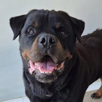 NAKO QCN, chien à adopter