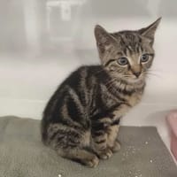 DIVA, chat à adopter