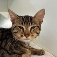 ASLAN, chat à adopter