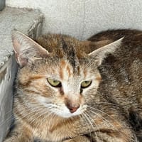ISHAAN, chatte à adopter