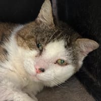Grincheux, chat à adopter
