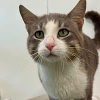 Daddy, chat à adopter