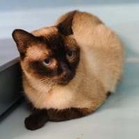 DARLYN, chatte à adopter