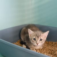 ELCHAT, chatte à adopter