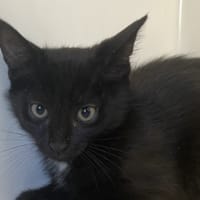 CYPHER, chat à adopter