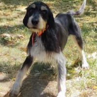 Pitch, chien à adopter