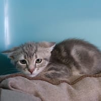 CHARLEY, chatte à adopter