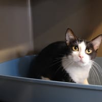 MYRTILLE, chatte à adopter