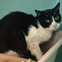 MOEA QCT, chat à adopter