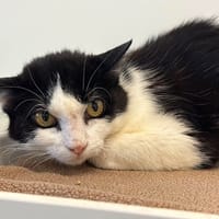 DUCHESSE, chatte à adopter