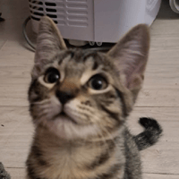 BRAGI PAB28789, chatte à adopter