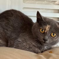 PAQUERETTE, chatte à adopter