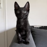 Kobby, chat à adopter