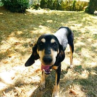 Magnum, chien à adopter