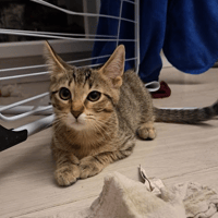 BIFROST PAB28790, chatte à adopter