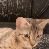 ASTRID PAB28788, chatte à adopter