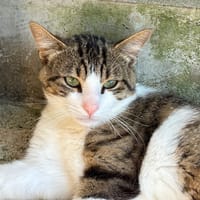 Apple, chat à adopter