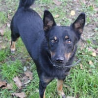 Vox, chien à adopter