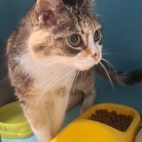 VENUS, chatte à adopter